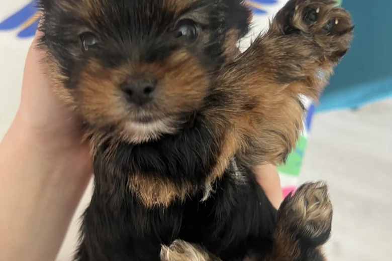 Yorkshire Terrier