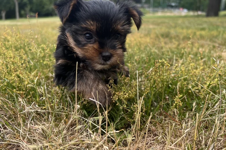 Yorkshire Terrier