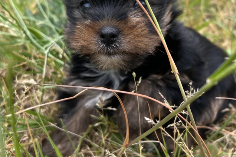 Yorkshire Terrier