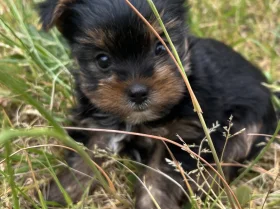 Yorkshire Terrier