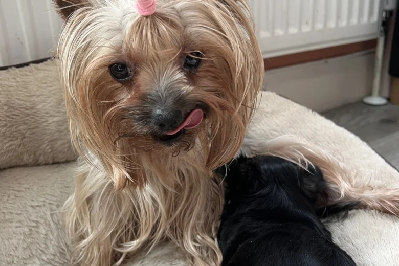 Yorkshire Terrier