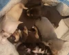 Chihuahua Smooth Coat