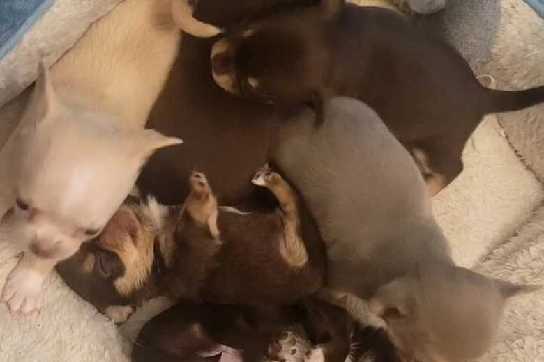 Chihuahua Smooth Coat