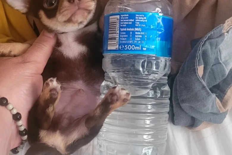Chihuahua