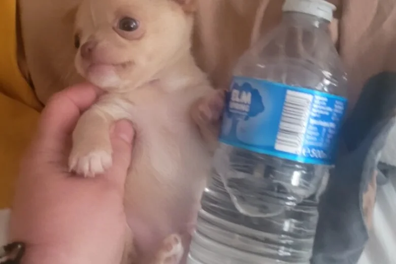 Chihuahua
