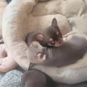 Chihuahua