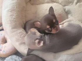 Chihuahua