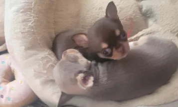Chihuahua Smooth Coat