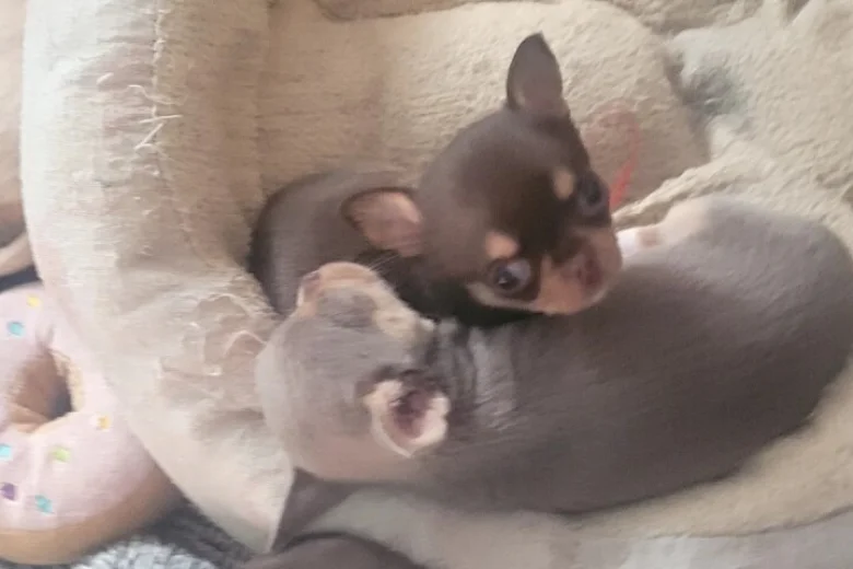 Chihuahua