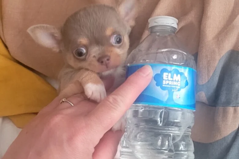 Chihuahua