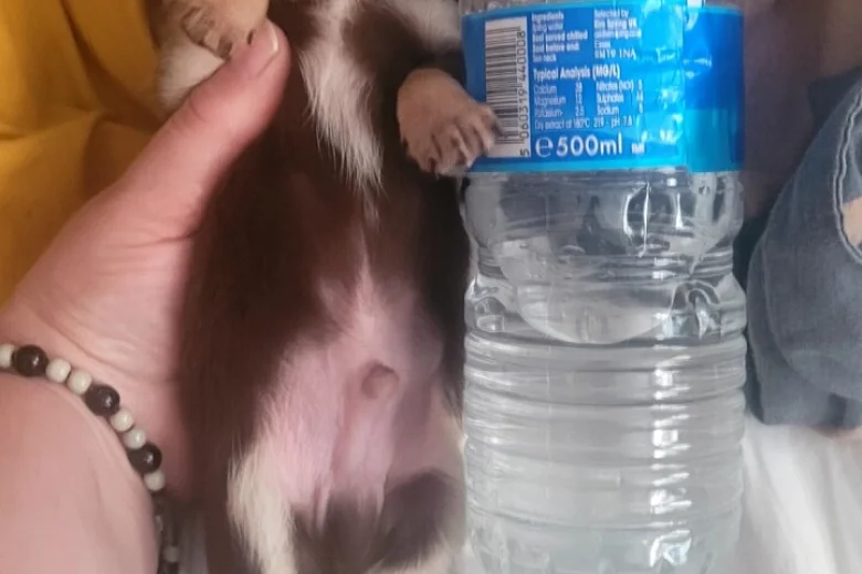 Chihuahua