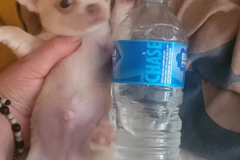 Chihuahua