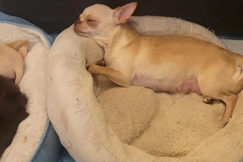 Chihuahua