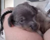 Dachshund (Smooth Haired)