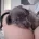 Dachshund (Smooth Haired)
