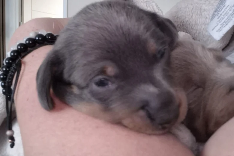 Dachshund (Smooth Haired)