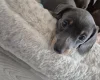 Dachshund (Smooth Haired)