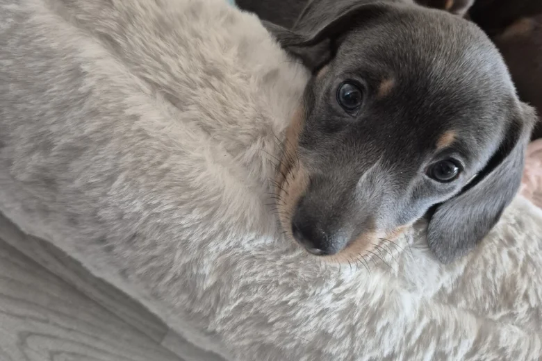 Dachshund (Smooth Haired)