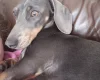Dachshund (Smooth Haired)