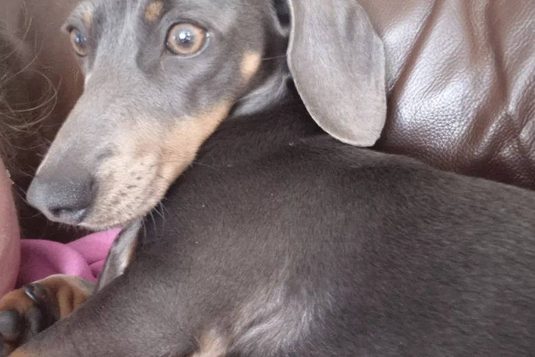 Dachshund (Smooth Haired)