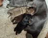 Dachshund (Smooth Haired)