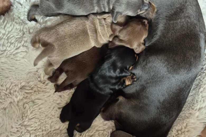 Dachshund (Smooth Haired)