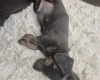 Dachshund (Smooth Haired)