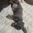 Dachshund (Smooth Haired)