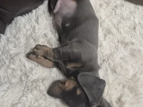 Dachshund (Smooth Haired)