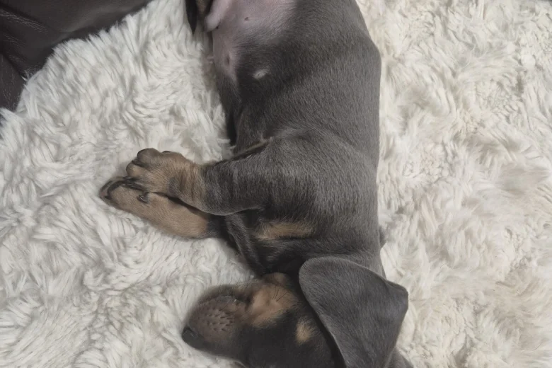 Dachshund (Smooth Haired)