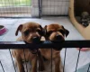 Miniature Pinscher