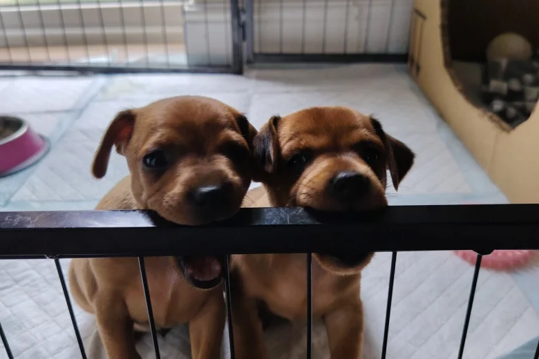 Miniature Pinscher