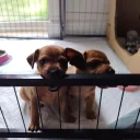 Miniature Pinscher