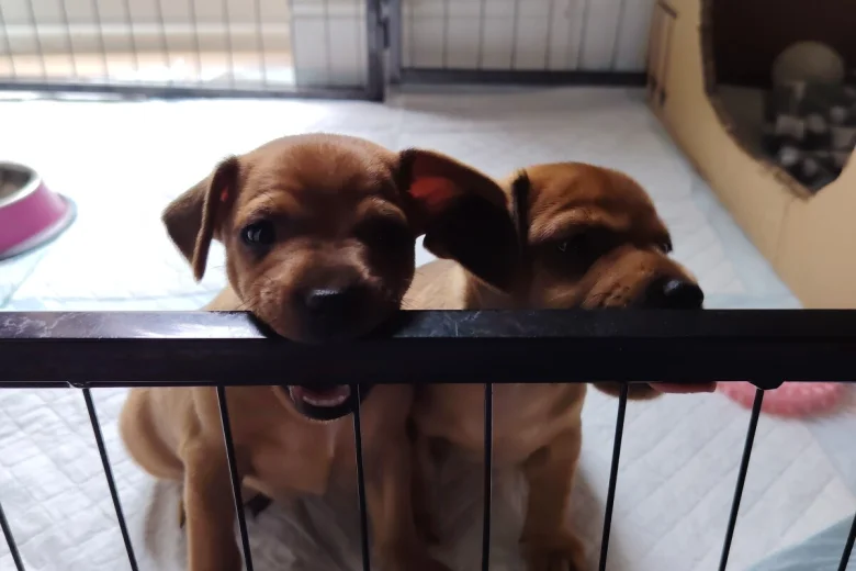 Miniature Pinscher