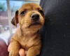Miniature Pinscher