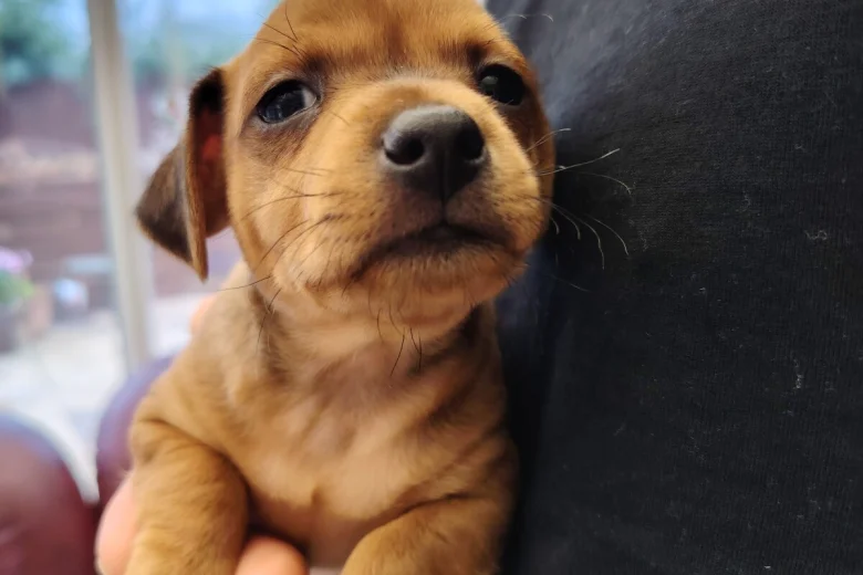 Miniature Pinscher