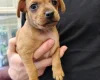 Miniature Pinscher