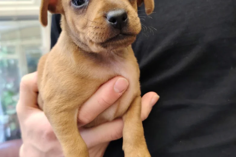 Miniature Pinscher