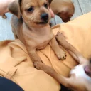 Miniature Pinscher