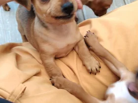 Miniature Pinscher