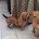 Miniature Pinscher