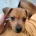 Miniature Pinscher
