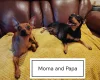 Miniature Pinscher