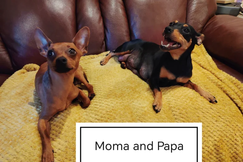 Miniature Pinscher