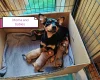 Miniature Pinscher