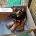 Miniature Pinscher