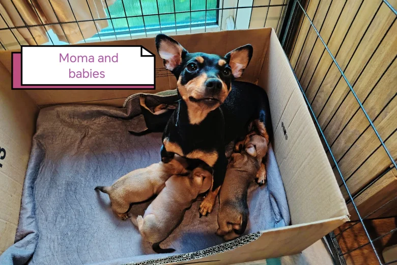 Miniature Pinscher
