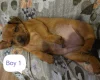 Miniature Pinscher