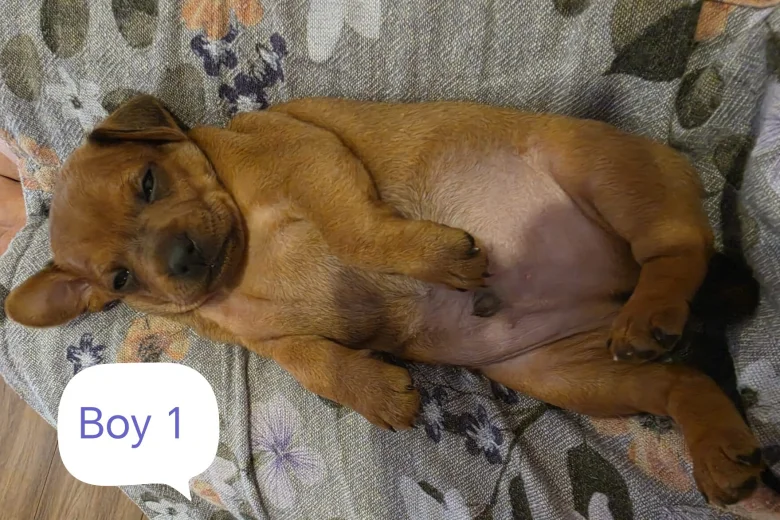 Miniature Pinscher