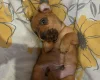 Miniature Pinscher